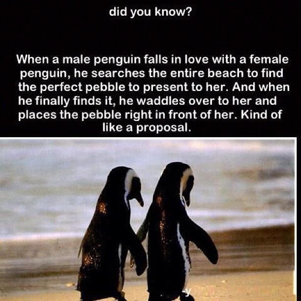 Penguines!!